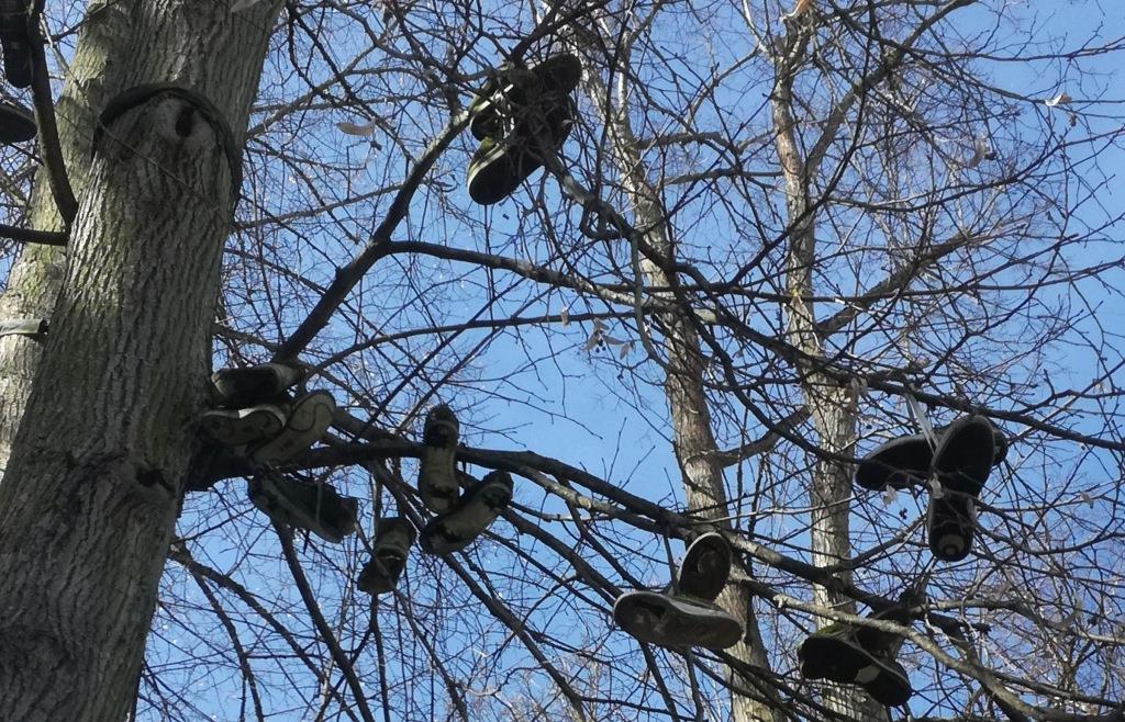 „Shoe trees“ Wieso in Viechtach Schuhe auf Bäumen hängen