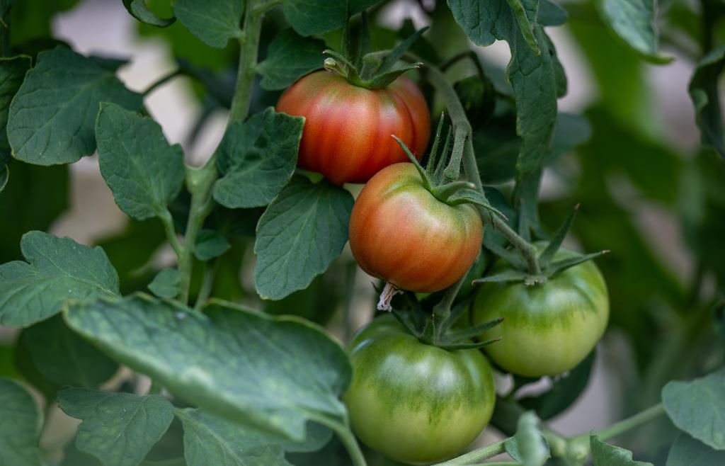 BTFO 2er Set Grillen-Geräuschmacher - 16 Sounds Mit Fernbedienung Für Streiche