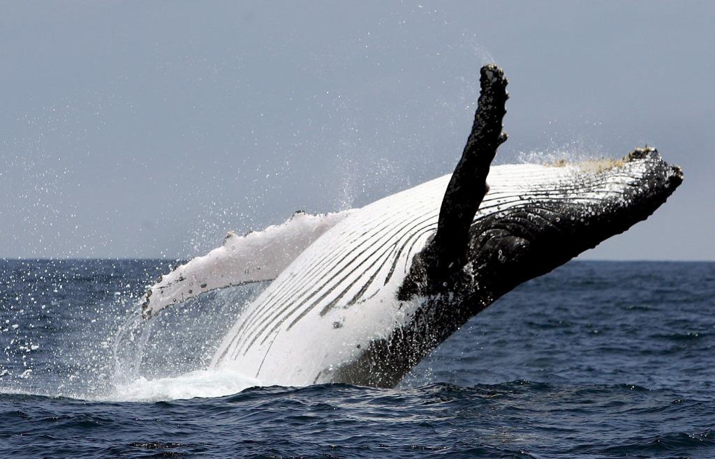 Kayaker off Chile swallowed and spat out again by humpback whale