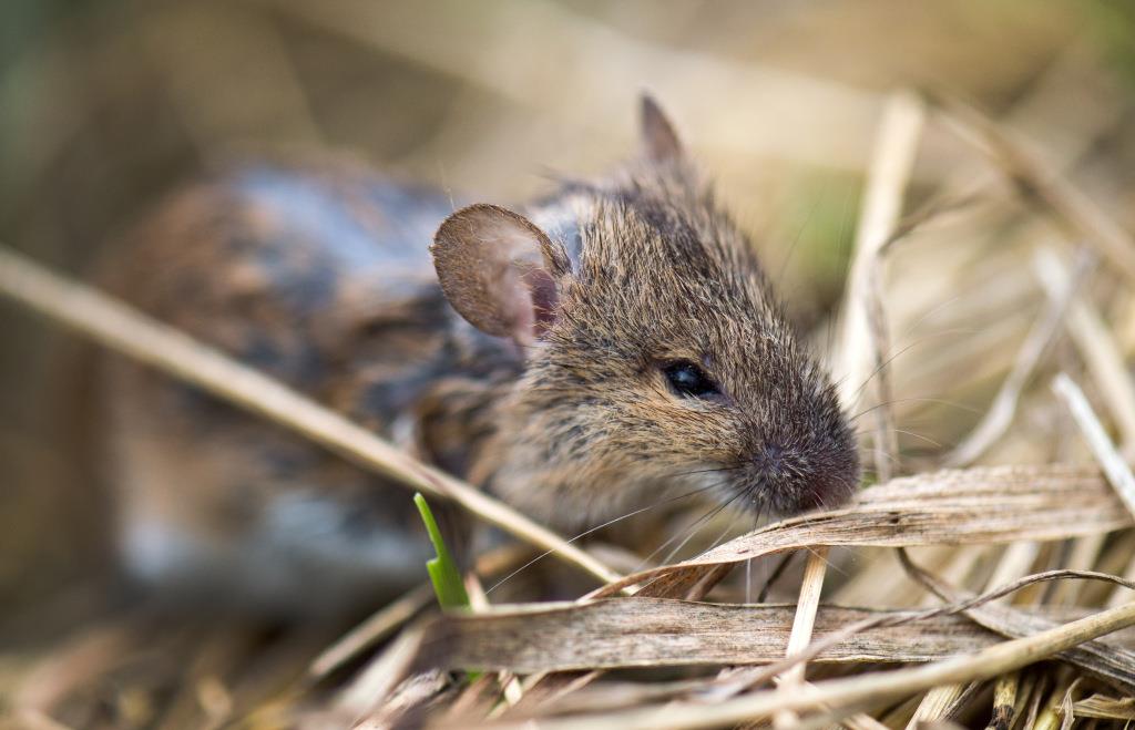 Bereits zum zweiten Mal: Unbekannter legt tote Mäuse vor Haustüre einer ...