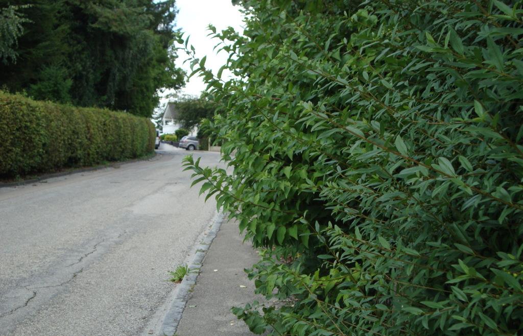 anwohner-versto-en-gegen-bundesnaturschutzgesetzt-und-schneiden-hecke