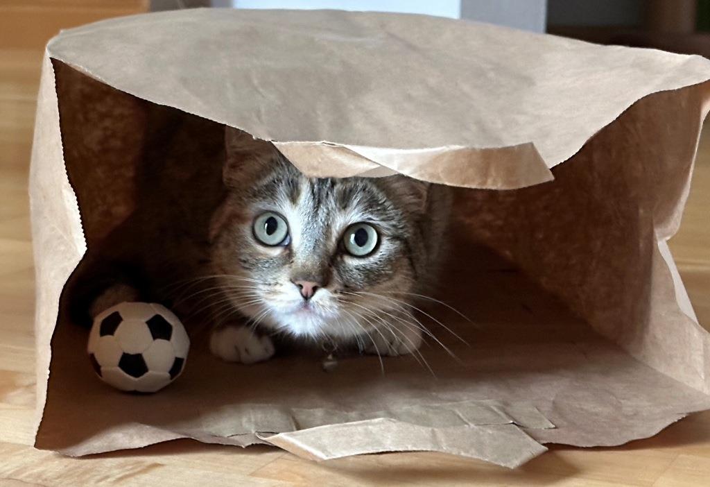 Ball, Kuscheltier und Co.: Damit spielen die Katzen und Hunde unserer