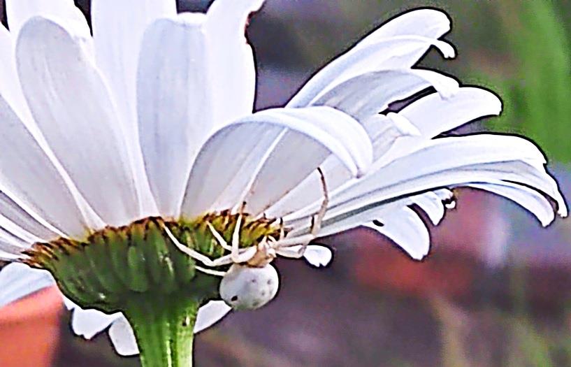 PNPLeser fotografiert weiße Spinne im Garten Was es mit ihr auf sich hat