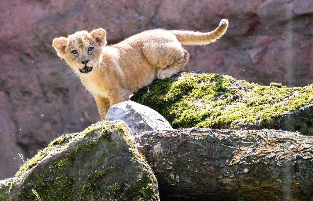 Löwin im Nürnberger Zoo bringt Vierlinge zur Welt und frisst drei ihrer Jungtiere
