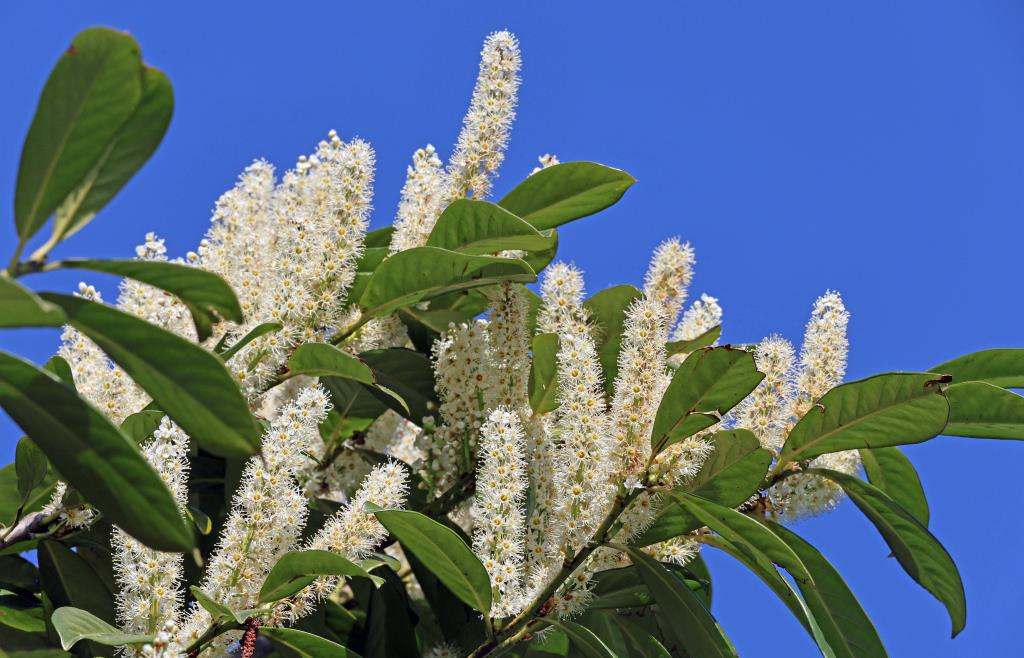 Droht Sommerflieder, Kirschlorbeer und Co. das Verbot? Was Gartenbesitzer  jetzt wissen mssen