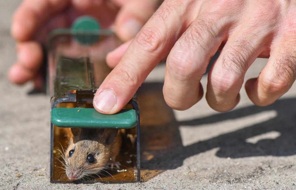 Ohne Rodentizide So können Ratten und Mäuse bekämpft werden