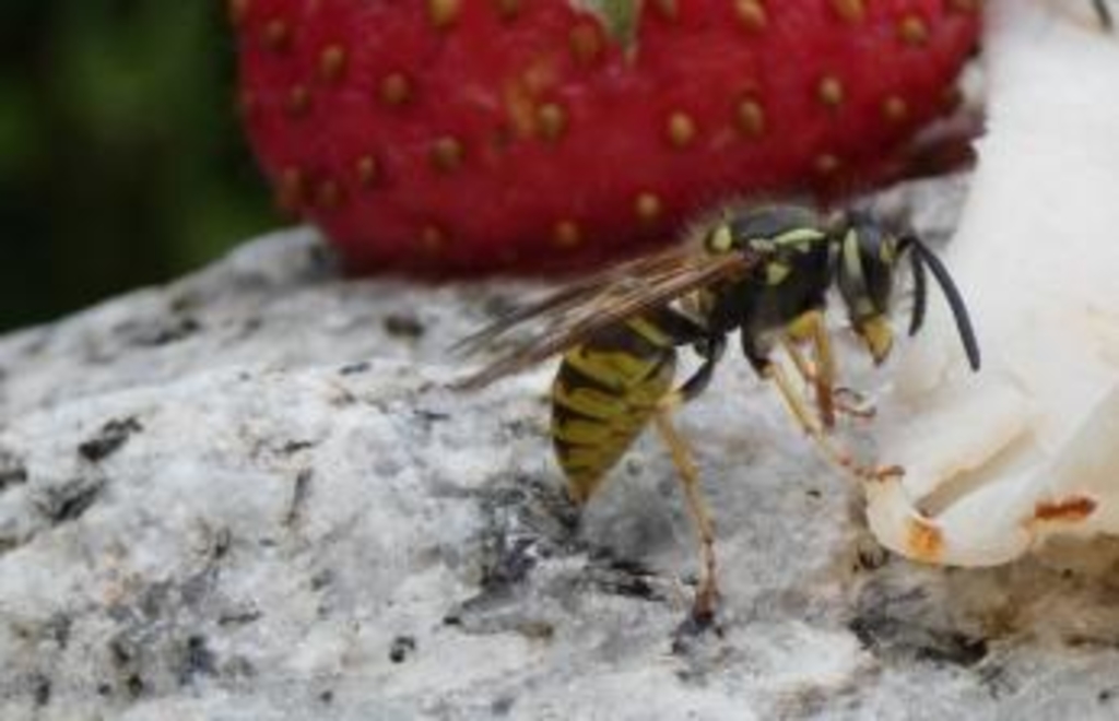 Warum Wespen und Hornissen harmloser sind als ihr Ruf – Berater aus FRG ...