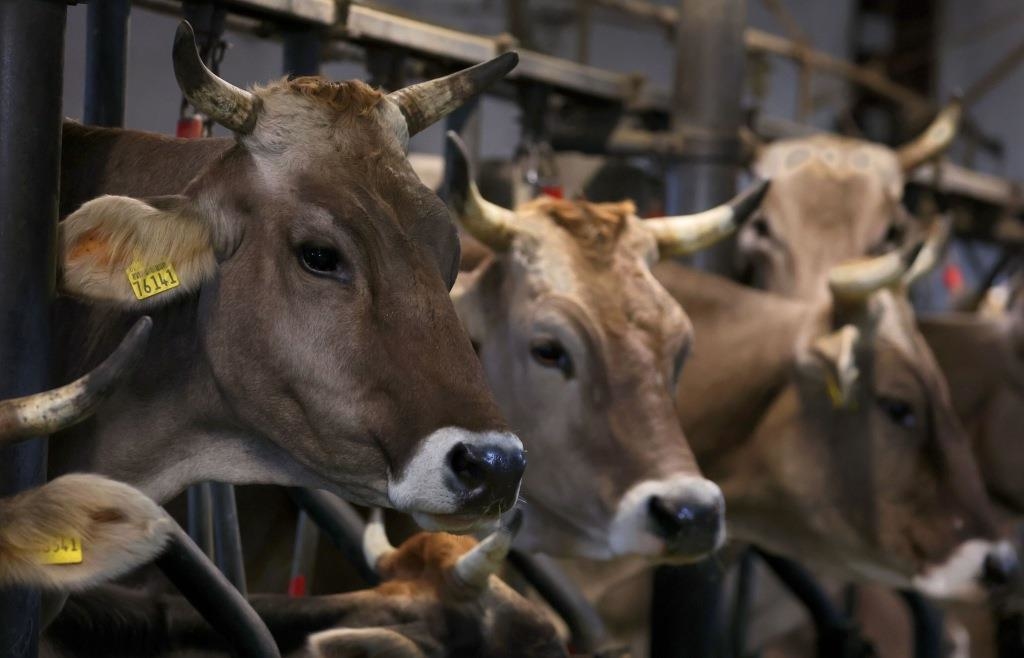 PETA zeigt Anbindehalter im Kreis Regen an und fordert Ausstieg aus der ...