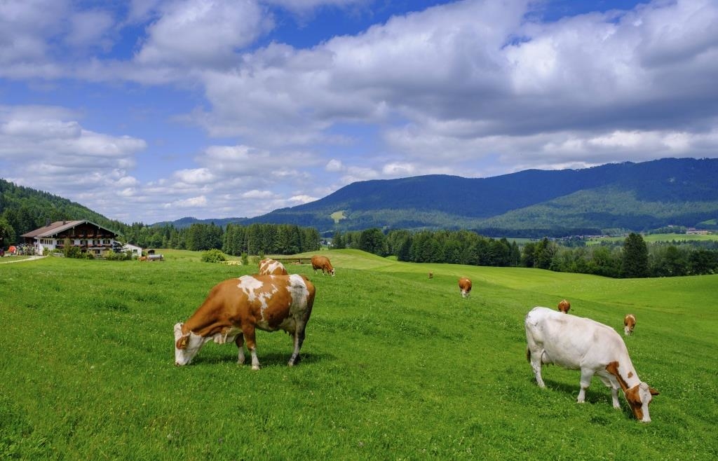 More and more farmers are giving up: Number of farms in Bavaria falls to a ...