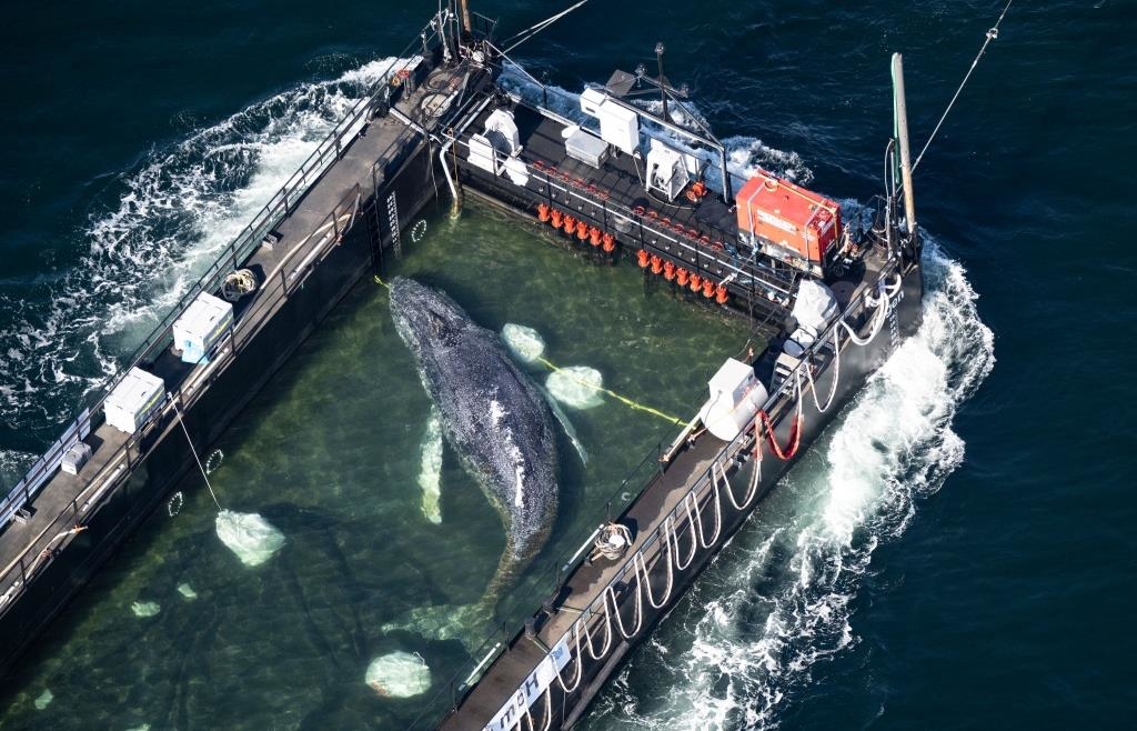 The Whale and the Sea: What We Know - | and What We Don't