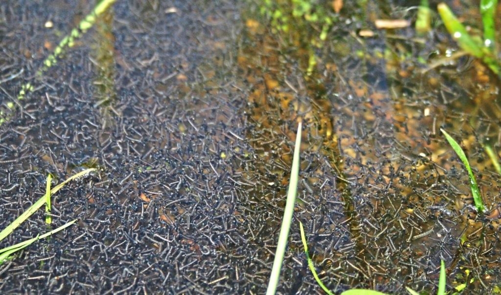 Droht BlutsaugerPlage am Chiemsee? Mückenbekämpfung fällt heuer ins Wasser