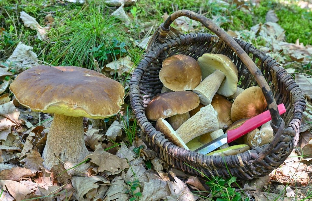 Verwechslungsgefahr Steinpilz und Gallenröhrling