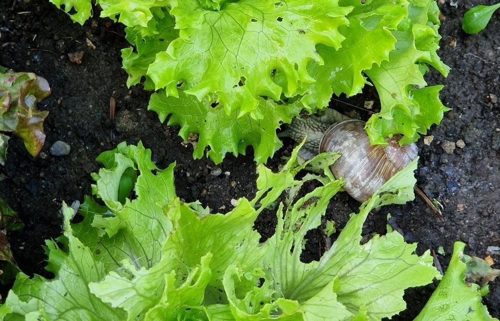 Was gegen Schnecken hilft: Garten-Profis aus Freyung-Grafenau verraten ...
