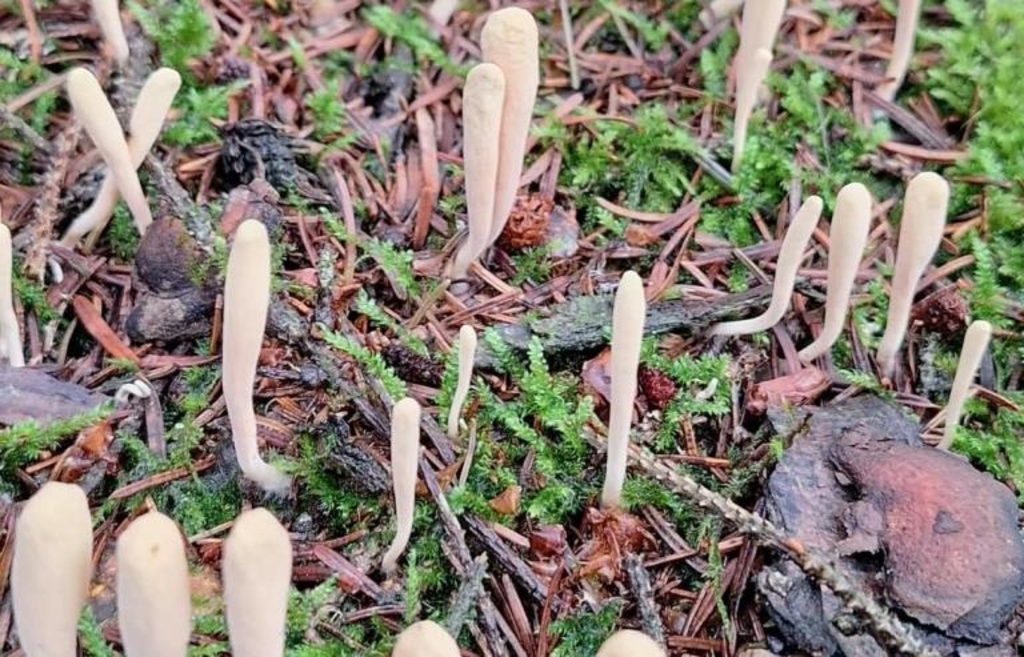 Holidaymakers find Red List mushroom in Kirchberg im Wald