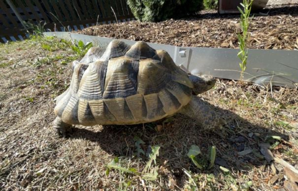 It was lying in the middle of the road: Greek tortoise looking for its ...