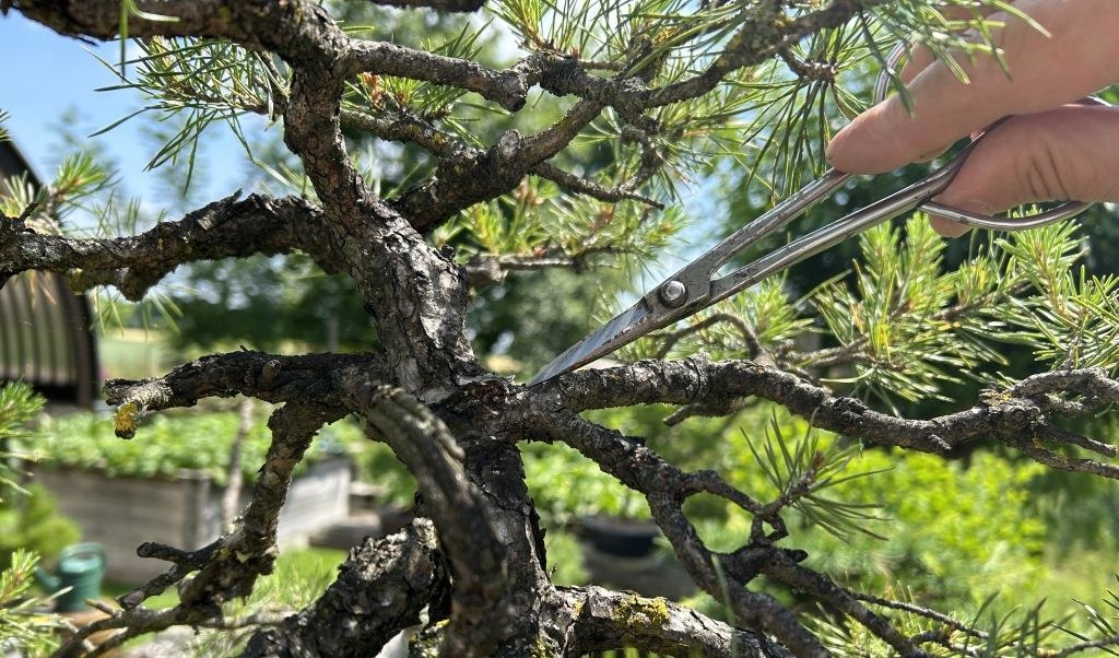 Bonsai in Bayern  Engelsberger gestaltet nach japanischer Art heimische  Pflanzen