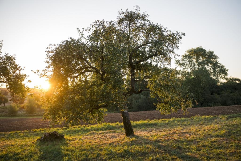 Indian summer in Bavaria: Summer comeback expected for the start of the ...