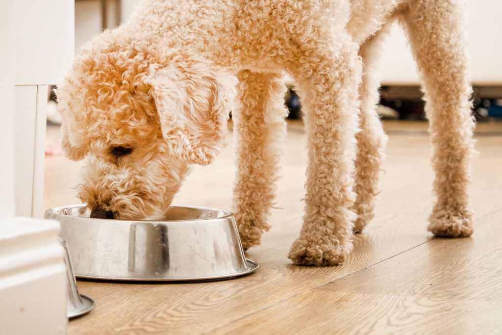 Gutes Hunde-Trockenfutter muss nicht teuer sein
