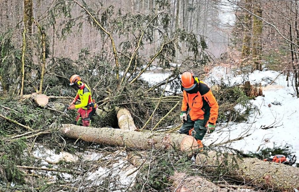 Forestry work in the Neuburg Forest: With the chainsaw to the forest of ...