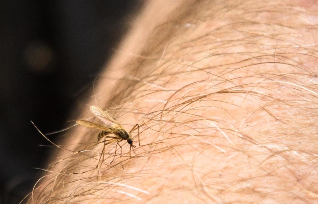 Do hay fever tablets also help against mosquito bites?