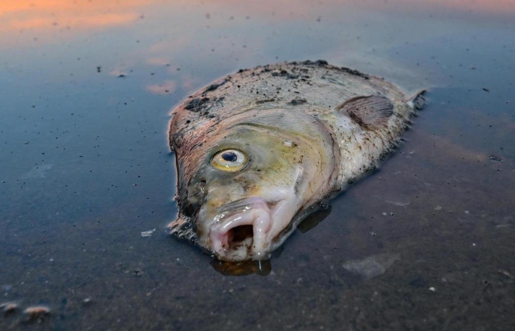 Verunreinigtes Wasser Etwa 130 Fische sterben in Fischweiher in Teisnach
