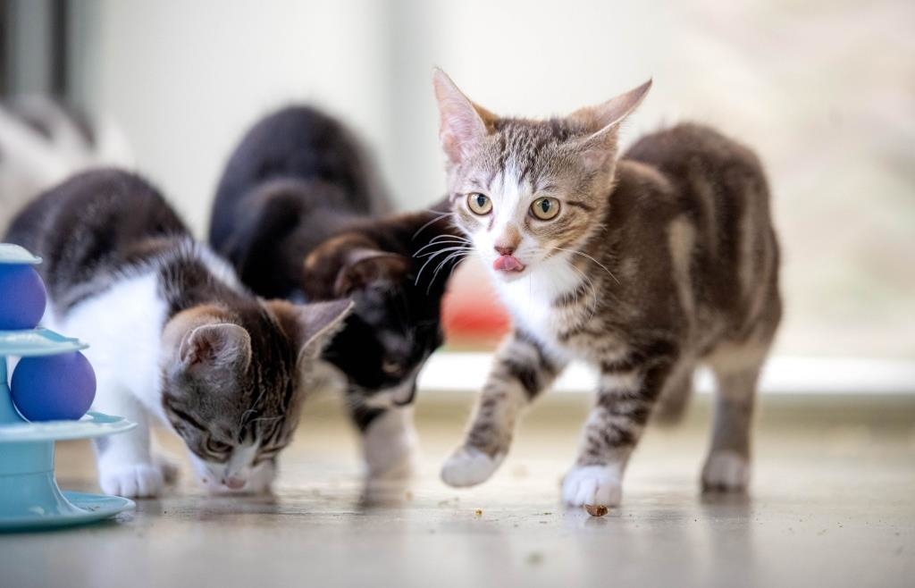 Mehr als 75 Katzen nach Zwangsräumung in Sozialwohnung entdeckt