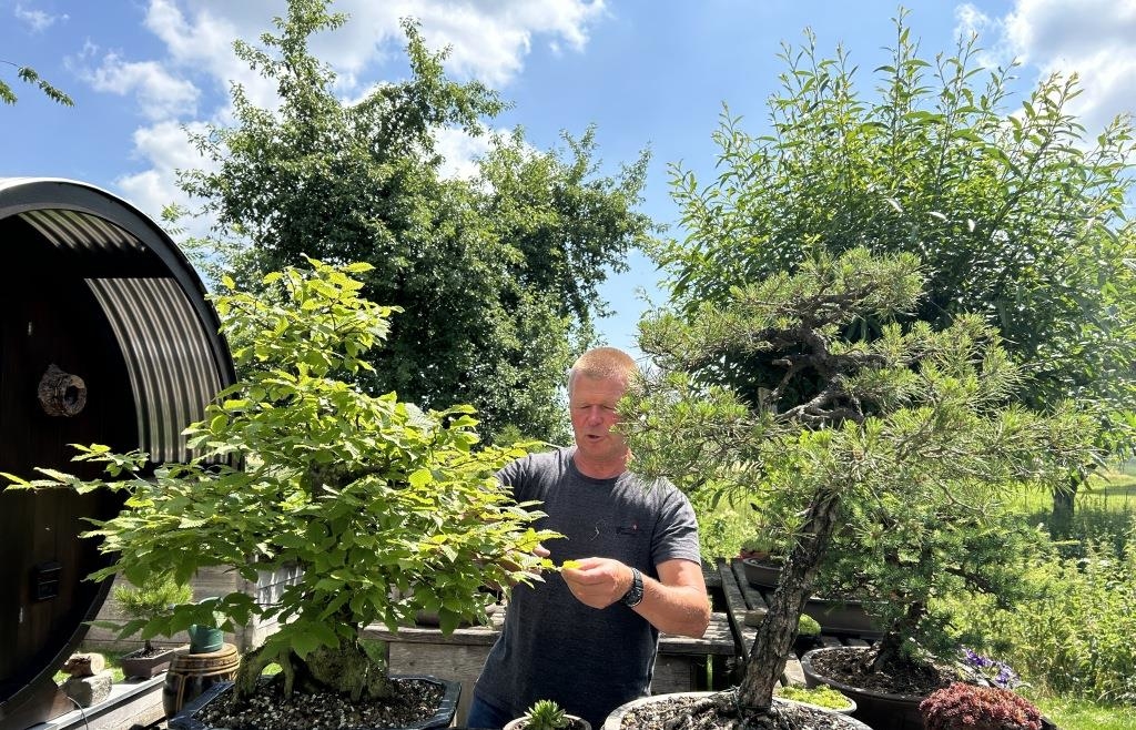 Bonsai in Bayern  Engelsberger gestaltet nach japanischer Art heimische  Pflanzen