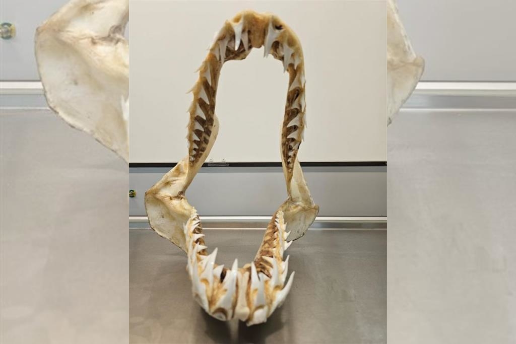Customs discover shark teeth in suitcase at Munich Airport