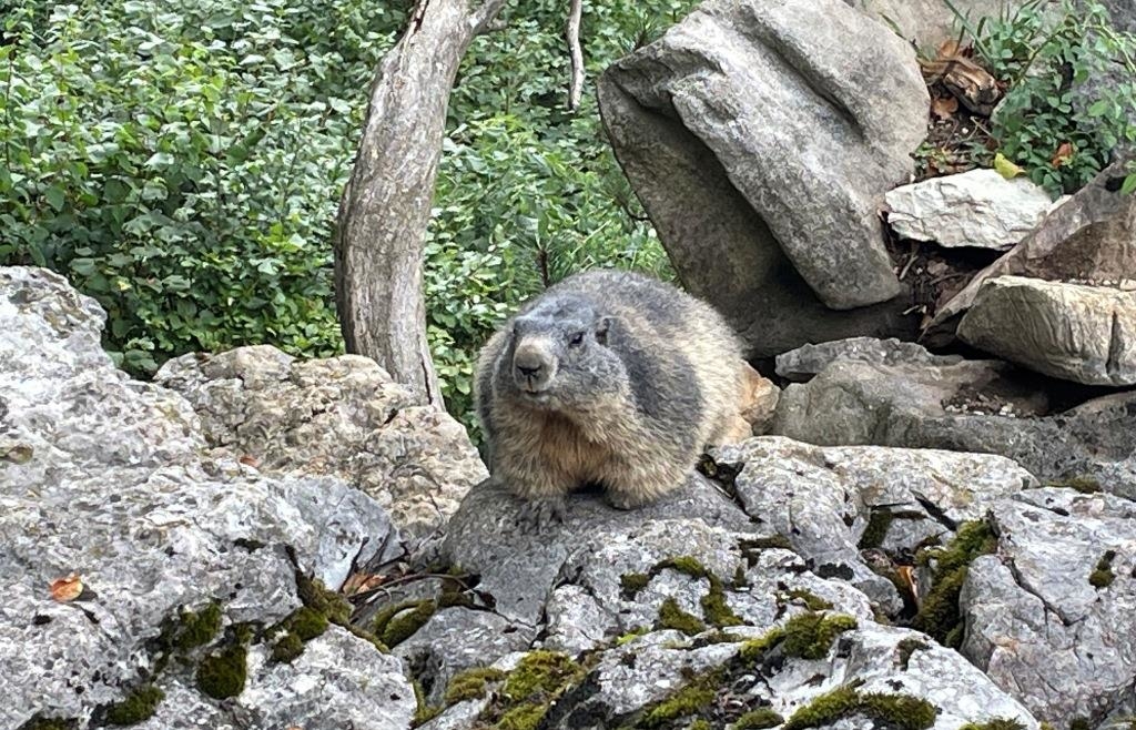 Die Murmeltiere sind ein Publikumsmagnet im Wildtiergehege am Obersalzberg ...