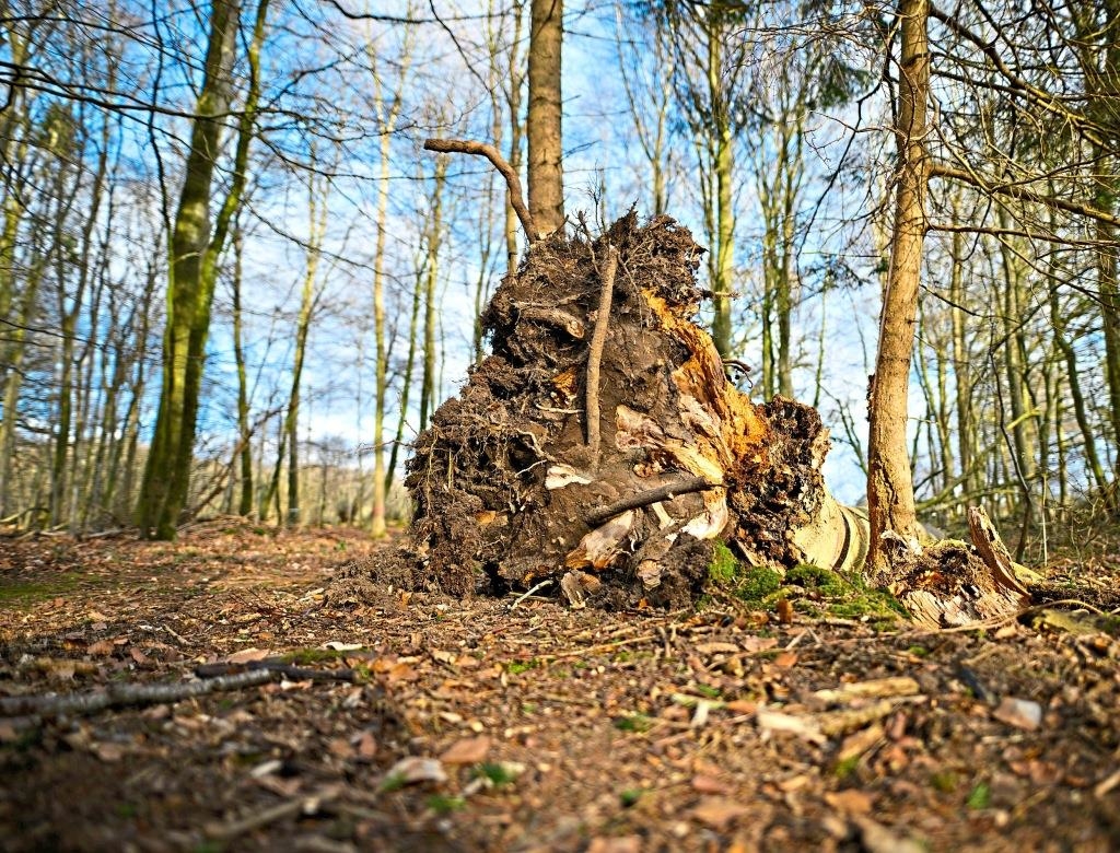 Nach Oster-Tragödie in Schleswig-Holstein: Geht von der Baumart Esche eine ...