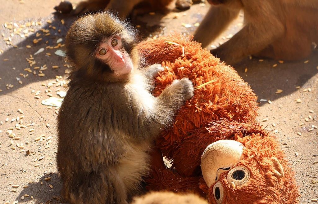 Punch der Affe: Wie ein verstoßenes Makaken-Baby zum Internet-Star wird
