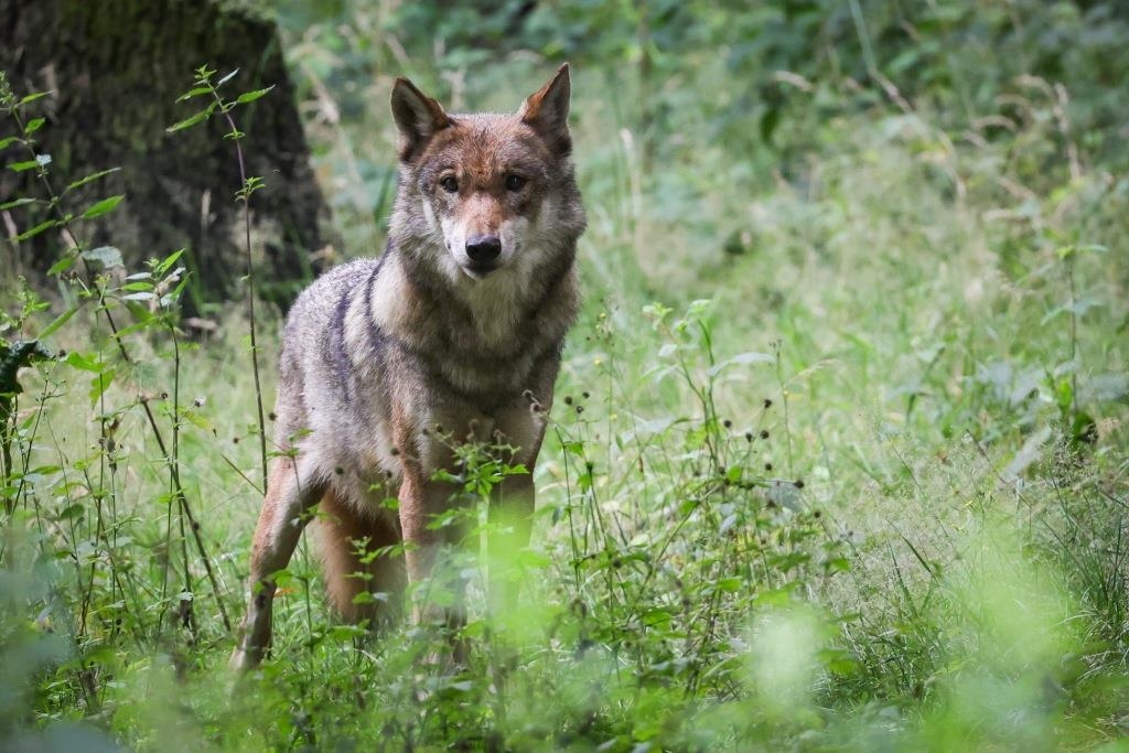 Wildunfall bei Waging: Junger Wolf von Auto erfasst und getötet