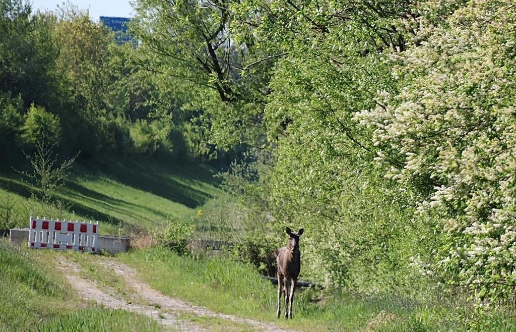 Verirrter Schweinswal in Finnland: Rettungsaktion am Wochenende möglich — image 2