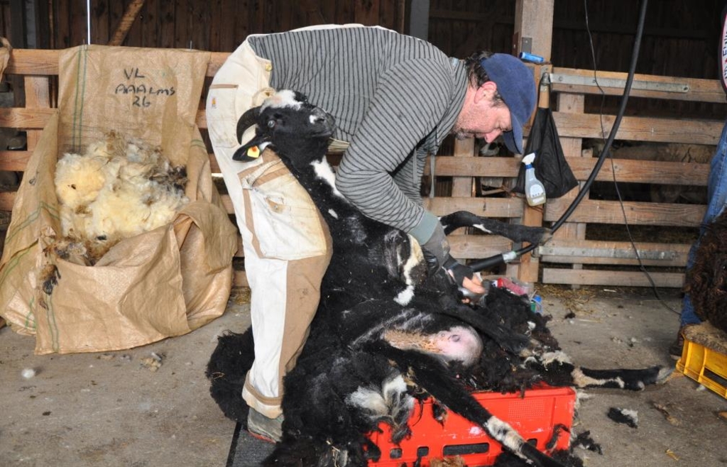 Sheep Shearing Day at the Perl Sheep Farm: Rinchnach Sheep Get Their ...