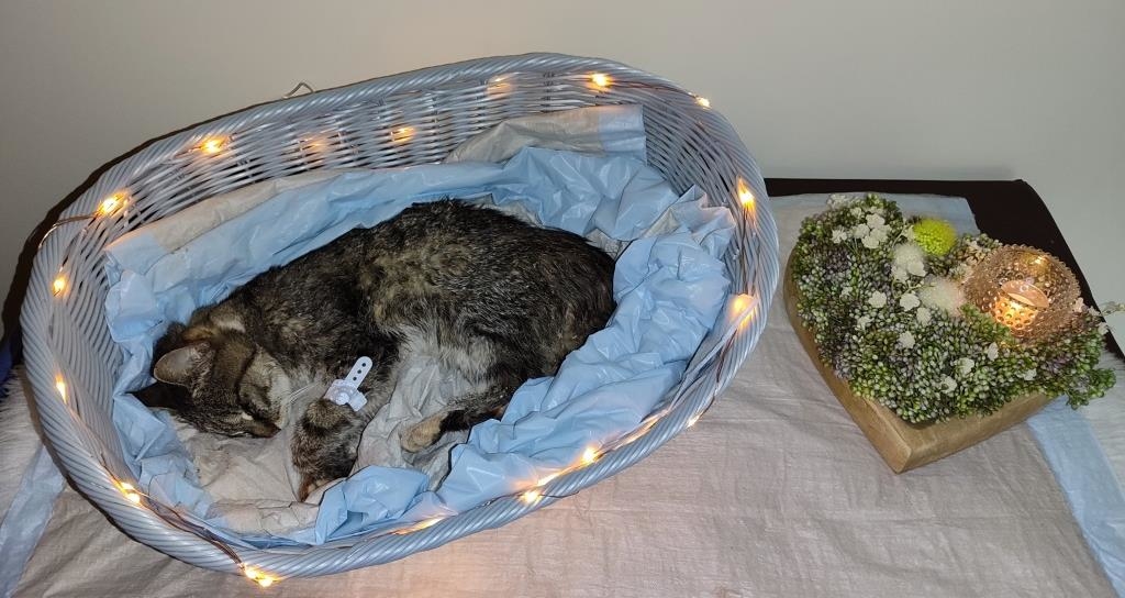 Sie war eine der ältesten Katzen: Minka aus Vilzing bei Cham mit 29 Jahren ...