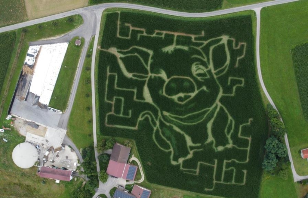 Maislabyrinth in Schweinchen-Form eröffnet in Tann