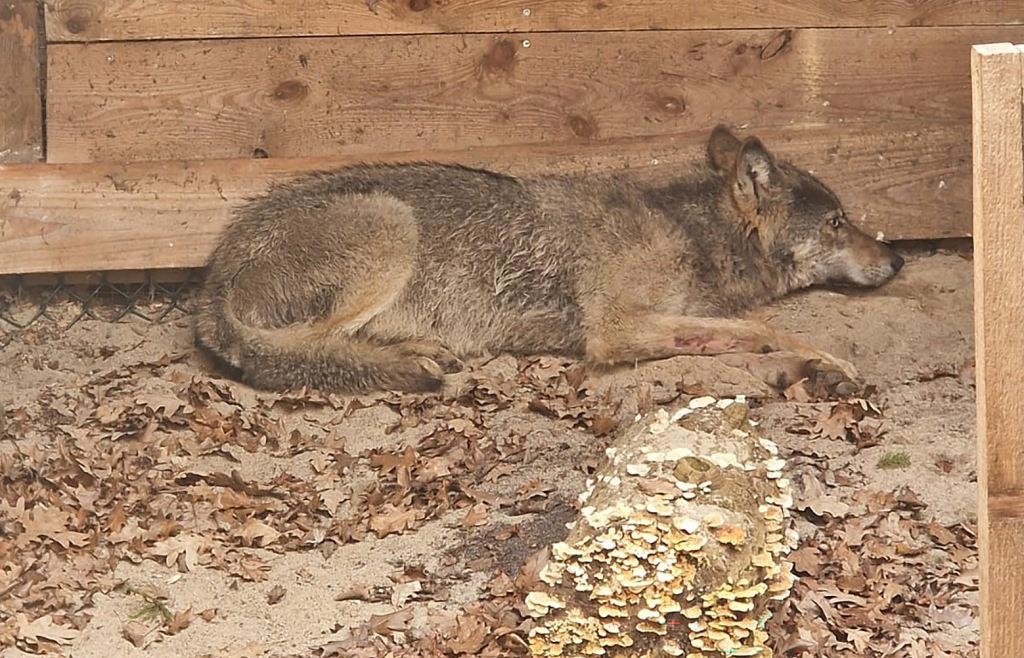 Wolf released after attack on woman in Hamburg