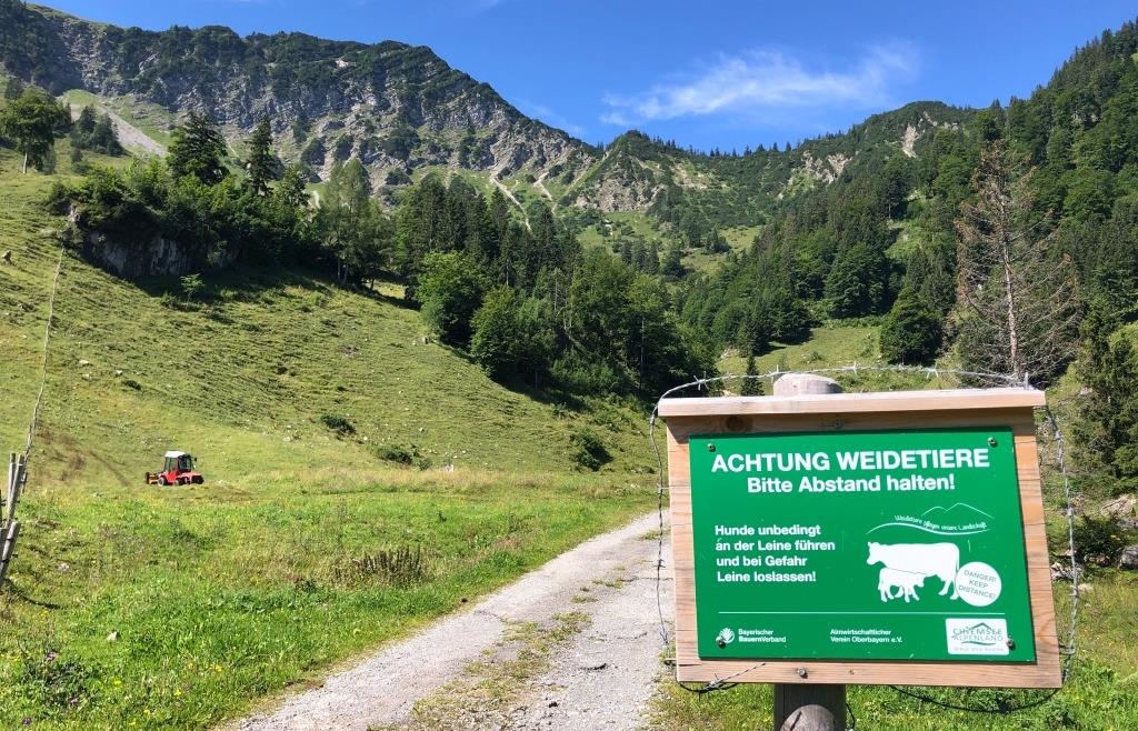 After fatal cow attack in Austria - | Did a wolf have anything to do with ...