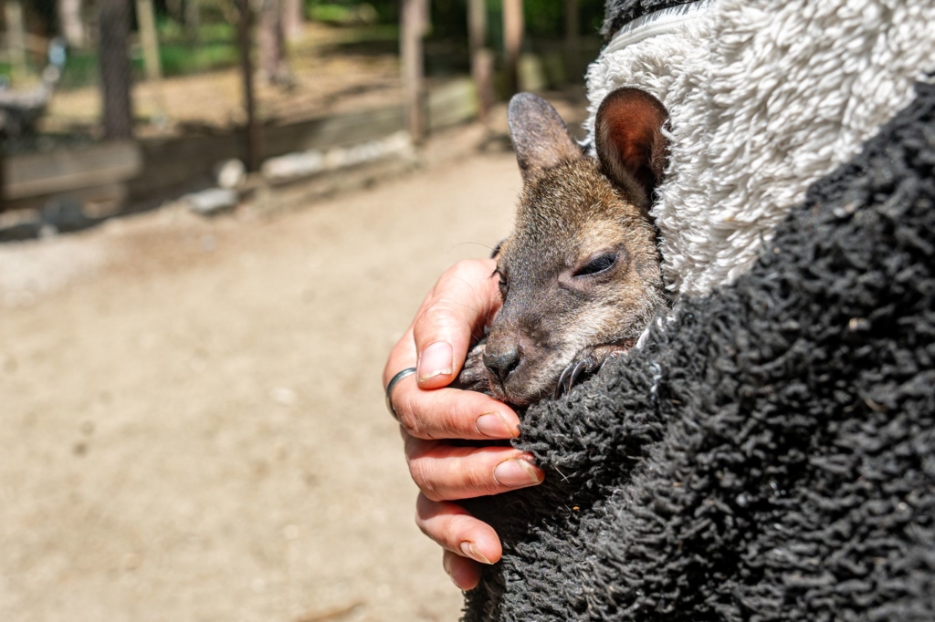K nguru Baby Im Pulli Tierpark Chefin Als Ersatz Mama k-nguru-baby-im-pulli-tierpark-chefin-als-ersatz-mama