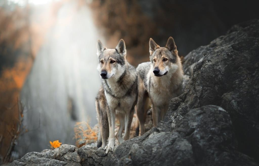 Wolfshunde Demonek und Chido aus dem Kreis Altötting spielen im Kinofilm ...