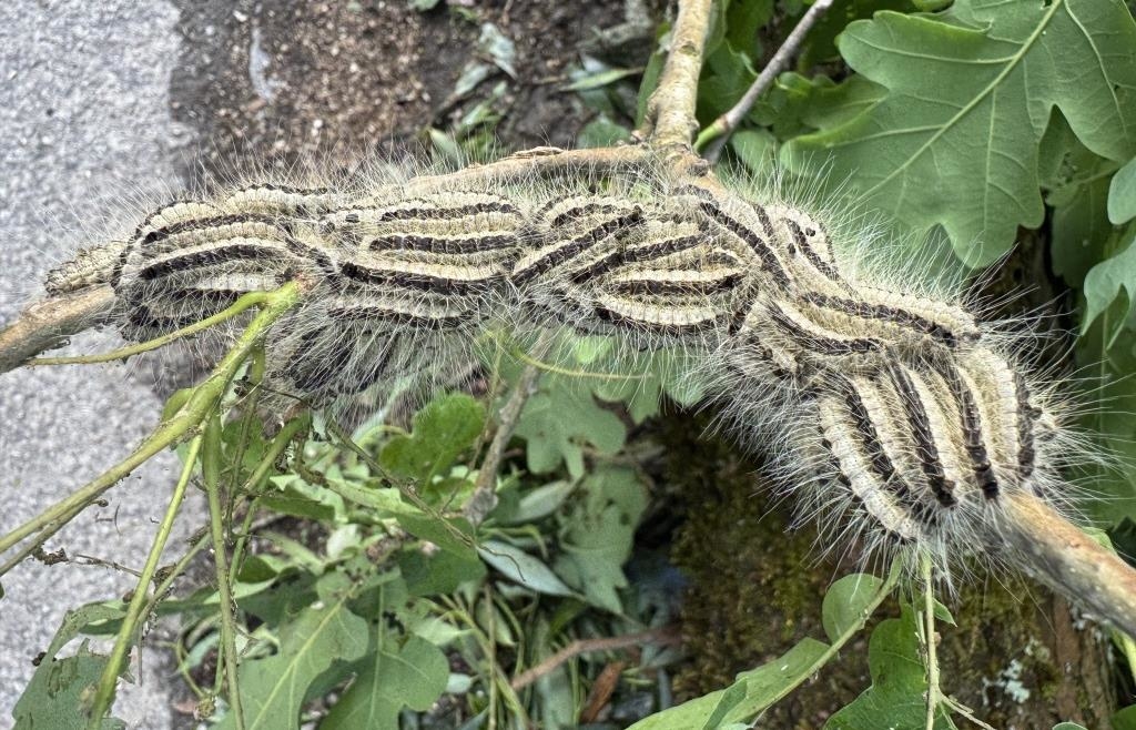 Oak processionary caterpillars discovered on a playground in Viechtach - | ...