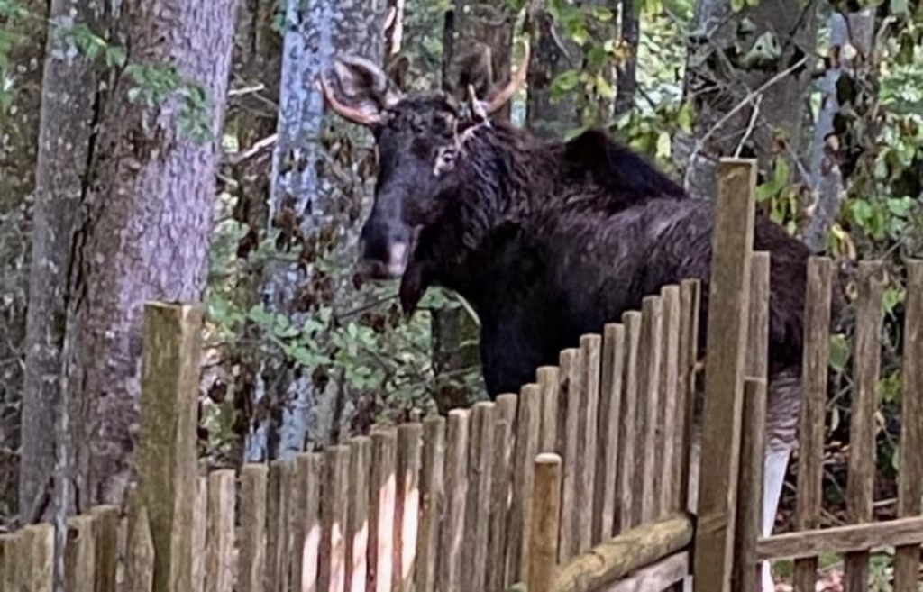 Elch Emil wandert weiter im Bayerischen Wald – Video zeigt ihn im ...