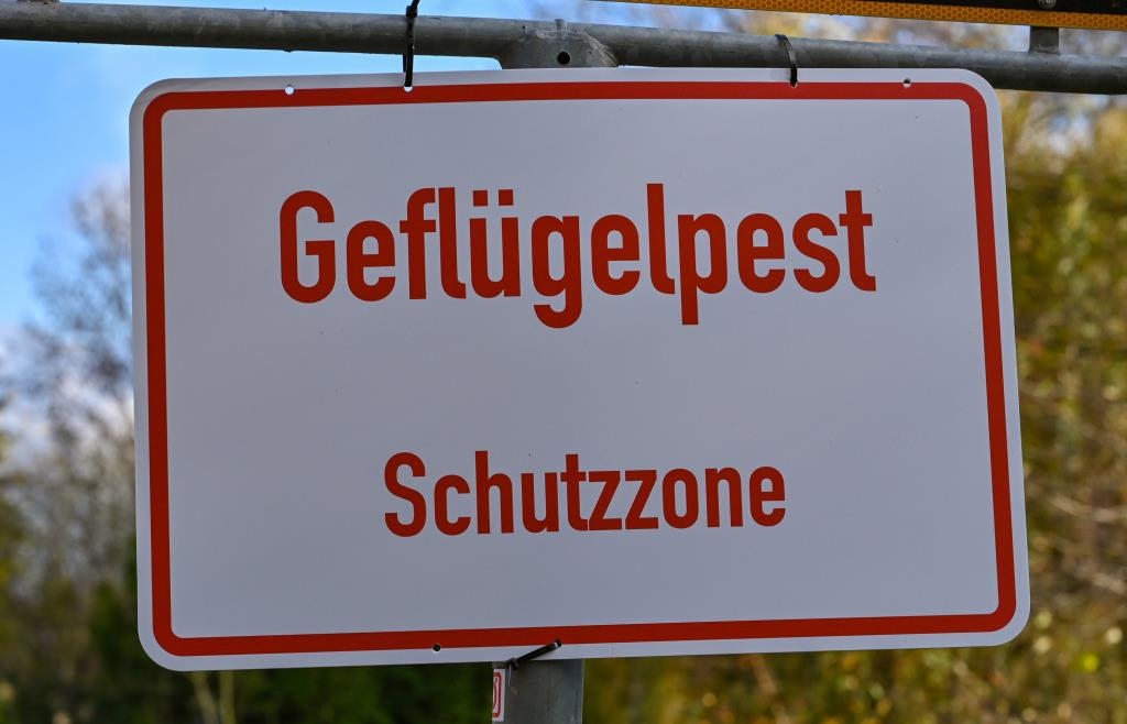 Bird flu rampant: Almost one million animals killed in Germany