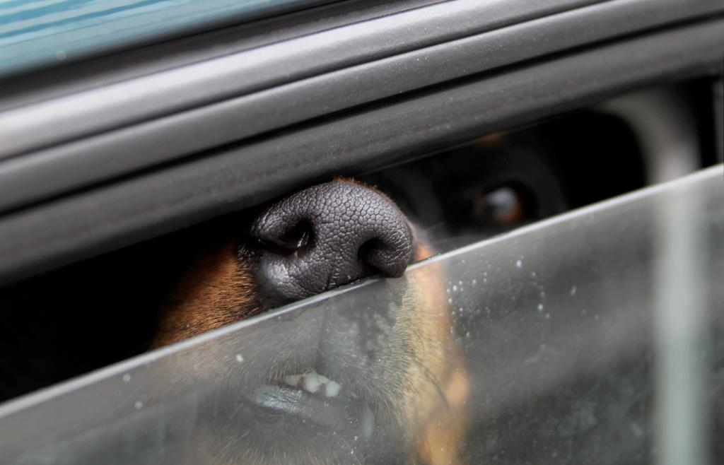 Traffic police rescue two dogs from overheated car in Passau