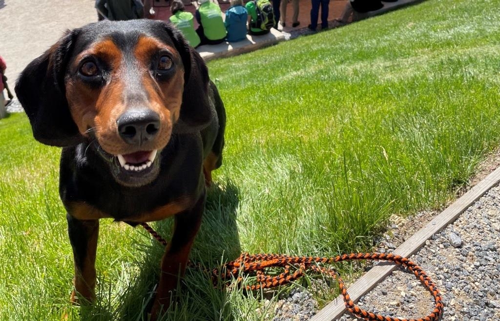 Wau auf der Schau Spezielle HundeAktionen auf der Landesgartenschau