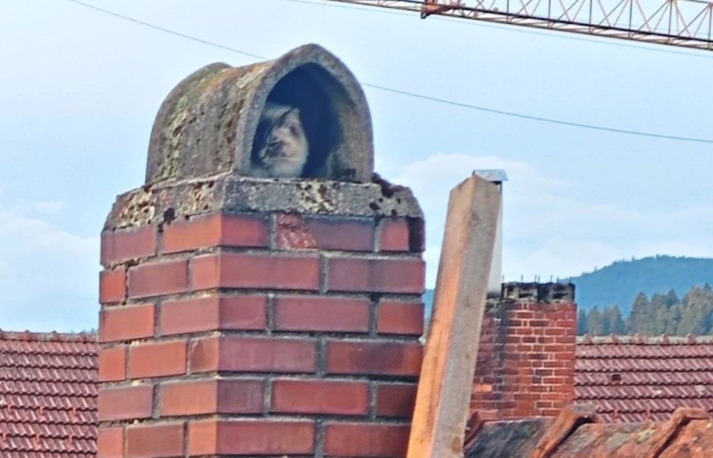 Fire chief rescues cat in Ruhmannsfelden: Cat Vito was stuck on chimney