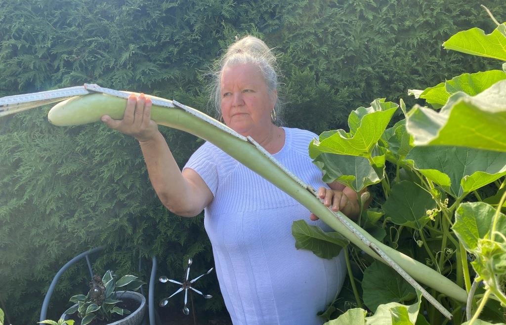 Michaela Ademi erntet eine Riesen-Zucchini in Schwanenkirchen