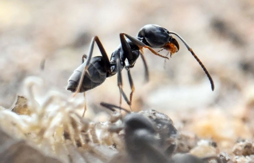Invasive ants are spreading in Bavaria - | Supercolonies and considerable ...