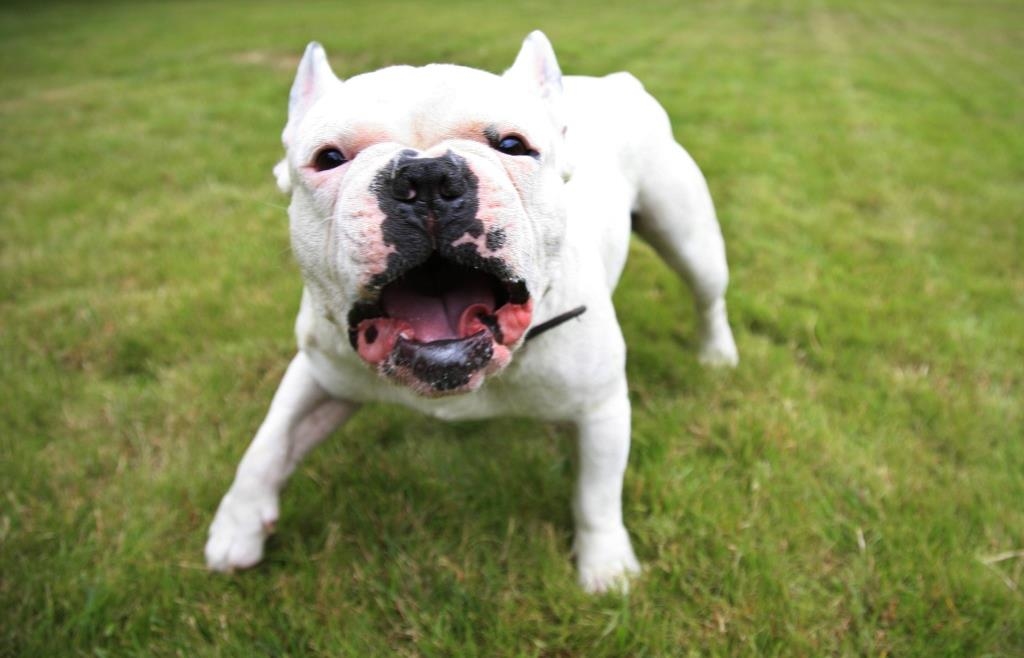 Zwei freilaufende Hunde greifen 23-Jährige in Eging an – Frau flüchtet ...