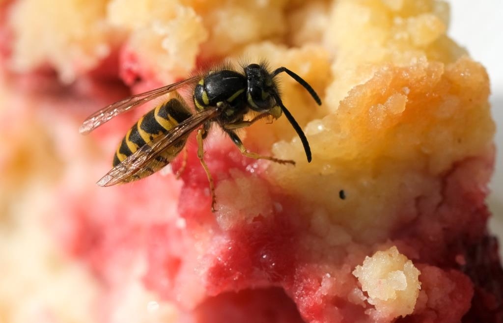 Wasps buzzing around your food? These home remedies keep them away